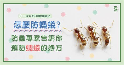 螞蟻入侵家裡|怎麼防螞蟻？螞蟻大軍怕什麼？居家螞蟻防治專家告訴。